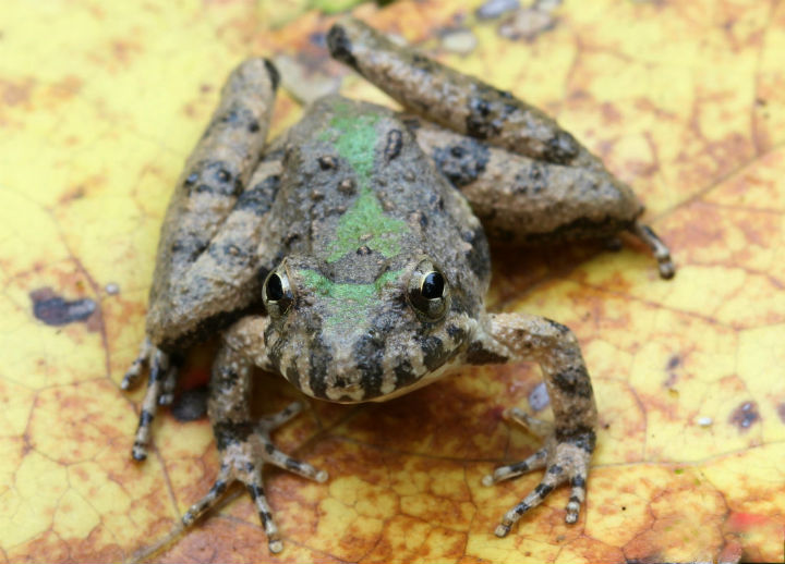 Blanchard's Cricket Frog